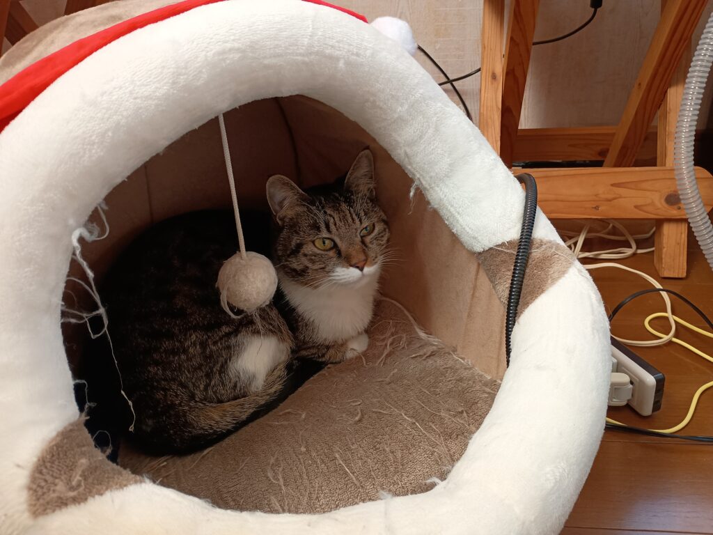 猫がフワフワのベッドの中でくつろいでいる.